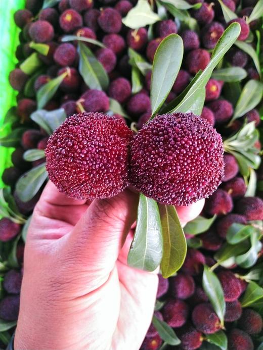 浮宫东魁杨梅 商品图3