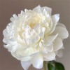 艾尔萨斯芍药5支 商品缩略图3