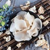白木耳（一袋大约240克） 商品缩略图2