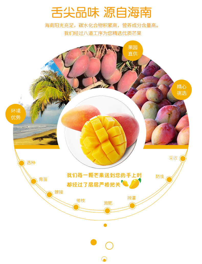 海南贵妃芒_03.jpg