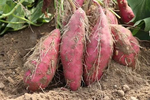 【桥沙地瓜【顺丰包邮桥沙地瓜富硒地瓜  细腻沙甜 香气淡雅  基地直邮 商品图2