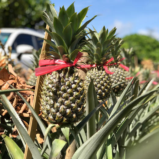 【疯狂星期五】神湾菠萝 3斤彩箱装/5斤彩箱装 商品图5