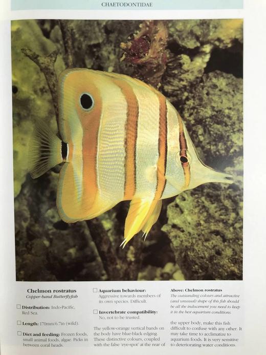 海洋生物图鉴 数百幅彩色插图 精装大16开 商品图10
