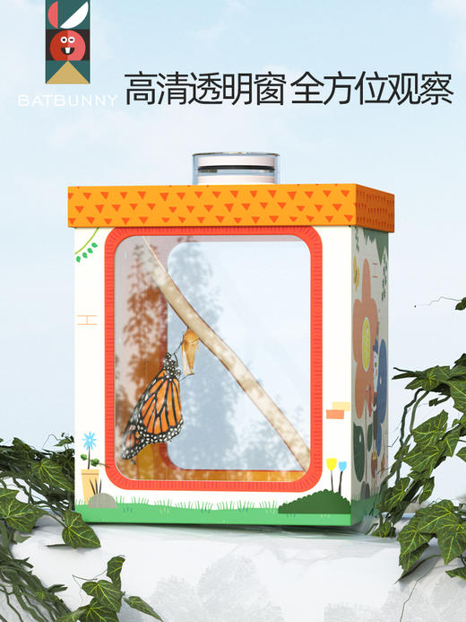 蝙蝠兔活体蝴蝶蛹孵化饲养儿童学生科普观察破蛹茧成蝶(预售7天左右具体时间咨询客服) 商品图3