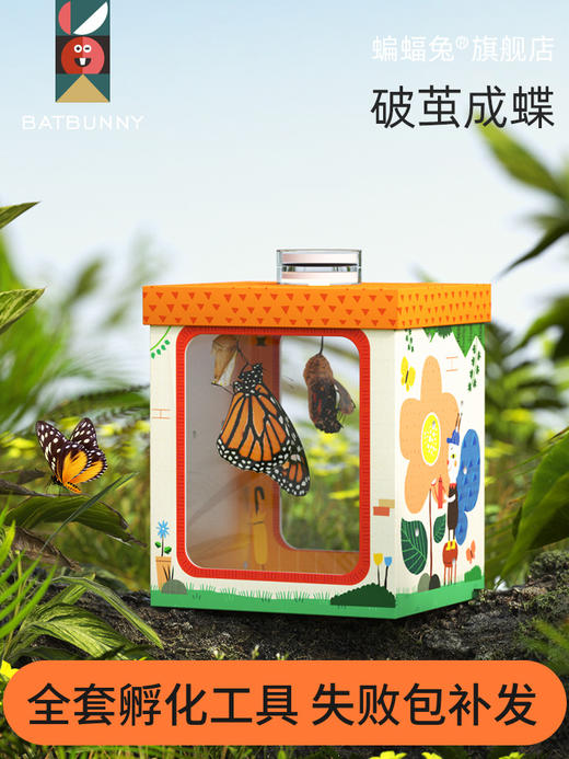 蝙蝠兔活体蝴蝶蛹孵化饲养儿童学生科普观察破蛹茧成蝶(预售7天左右具体时间咨询客服) 商品图0