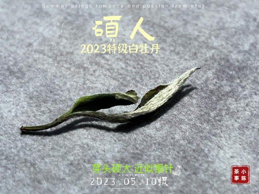 【2023春茶】2023牡丹王，今年它剥了叶子就是白毫银针，等级太“高”了 商品图4