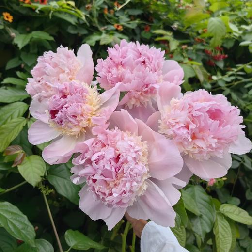 进口品种天使脸颊芍药花1支 商品图3