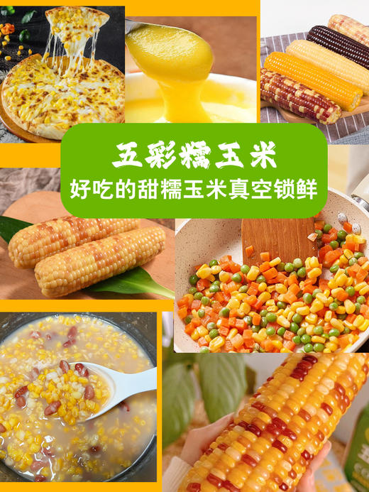 新鲜五彩糯玉米 鲜香软糯 0农残 非转基因 商品图2