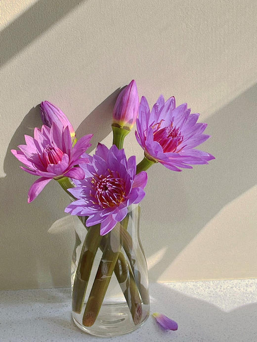 【买买买】橙色梦想亚百合8-10朵+粉池金鱼重瓣大芍药5支+香槟色睡莲3支+稀有色小绣球1支+樱花粉单头康乃馨5支+紫色睡莲2支/份 商品图5