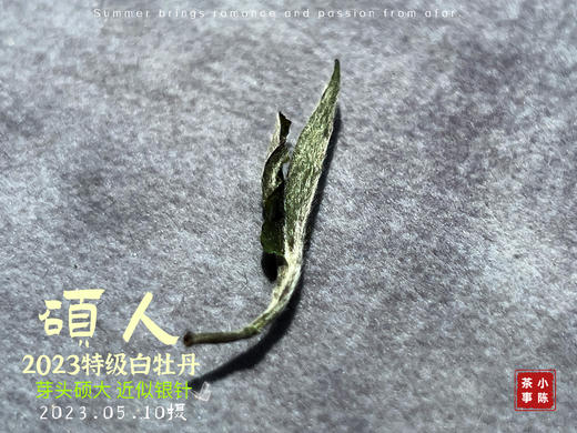【2023春茶】2023牡丹王，今年它剥了叶子就是白毫银针，等级太“高”了 商品图5