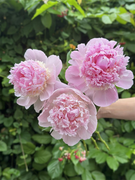 进口品种天使脸颊芍药花1支 商品图1