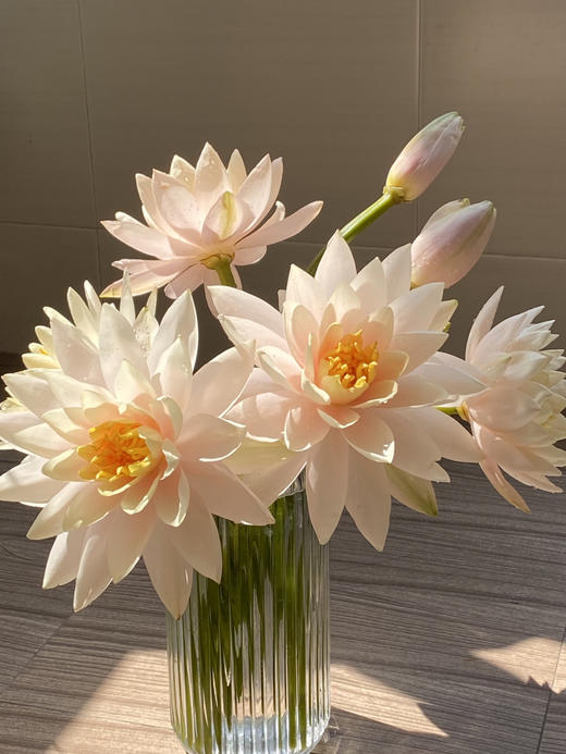 【买买买】橙色梦想亚百合8-10朵+粉池金鱼重瓣大芍药5支+香槟色睡莲3支+稀有色小绣球1支+樱花粉单头康乃馨5支+紫色睡莲2支/份 商品图3