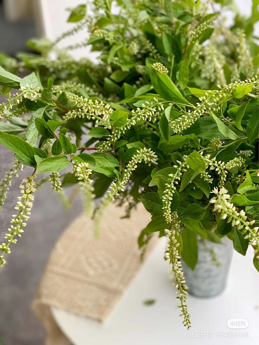 国产花材-【鼠刺】