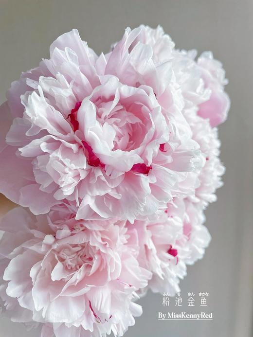 【买买买】橙色梦想亚百合8-10朵+粉池金鱼重瓣大芍药5支+香槟色睡莲3支+稀有色小绣球1支+樱花粉单头康乃馨5支+紫色睡莲2支/份 商品图6