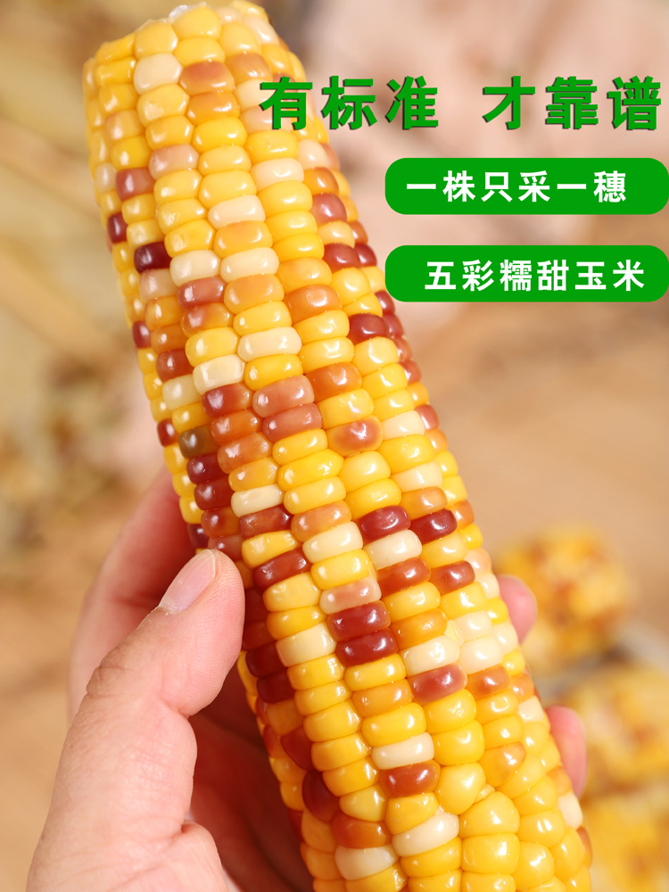 新鲜五彩糯玉米 鲜香软糯 0农残 非转基因
