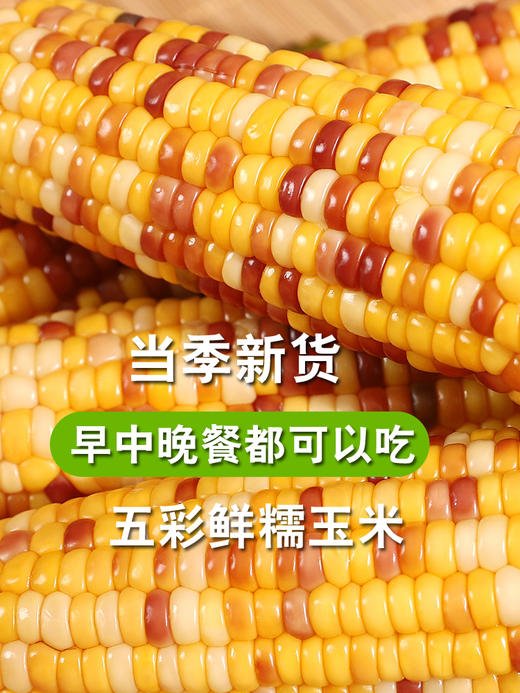 新鲜五彩糯玉米 鲜香软糯 0农残 非转基因 商品图1
