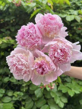 进口品种天使脸颊芍药花1支