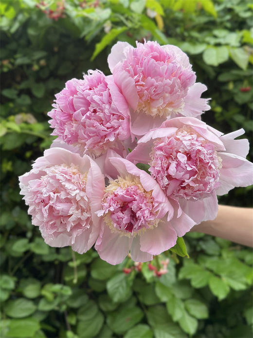 进口品种天使脸颊芍药花1支 商品图0