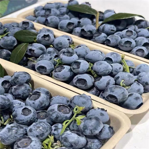 限量版怡颗莓新鲜采摘礼盒蓝莓125g*12盒 商品图2