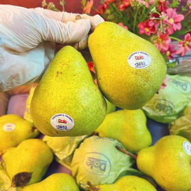 都乐大头青啤梨