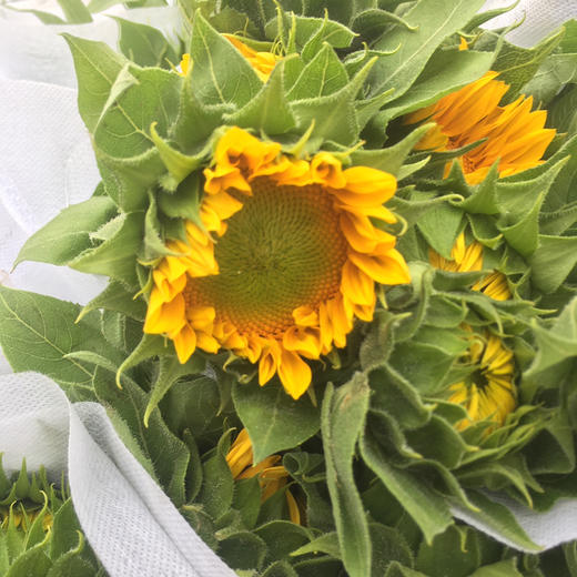 向日葵.绿心小太阳 商品图0