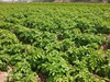 【惠民价】 土豆5斤 ||  黄皮黄心，无农药化肥（六不用）、生态种植、现挖！/明月 商品缩略图6
