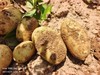【惠民价】 土豆5斤 ||  黄皮黄心，无农药化肥（六不用）、生态种植、现挖！/明月 商品缩略图1