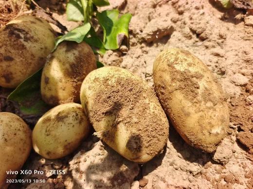 【惠民价】 土豆5斤 ||  黄皮黄心，无农药化肥（六不用）、生态种植、现挖！/明月 商品图1