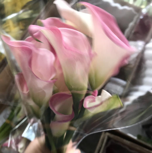 海芋--粉色 商品图0