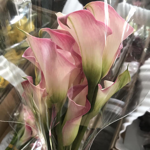 海芋--粉色 商品图3