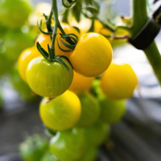 生态小西红柿 | 混搭随机 | 多口味 酸甜多汁 | 石嫣农场 * Eco-friendly Cherry Tomatoes 商品图2