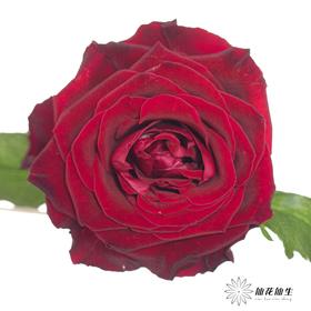 丽江基地单头玫瑰 | 黑巴克