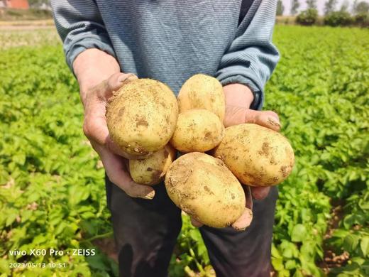 【惠民价】 土豆5斤 ||  黄皮黄心，无农药化肥（六不用）、生态种植、现挖！/明月 商品图0