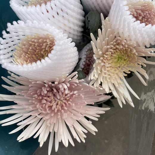 烟花菊.奥利粉 商品图0