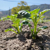 【2024夏季新品】生态小土豆5斤装  自然农法种植 自然粉糯 现挖现发 商品缩略图9
