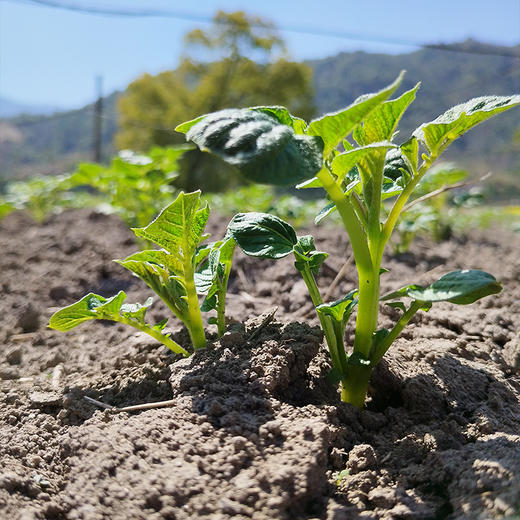 【2024夏季新品】生态小土豆5斤装  自然农法种植 自然粉糯 现挖现发 商品图9
