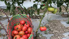 阿林丑番茄 商品缩略图2