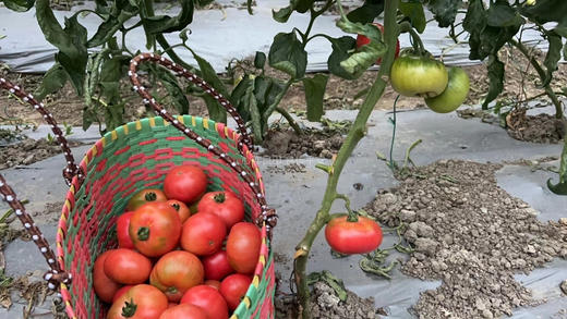 阿林丑番茄 商品图2