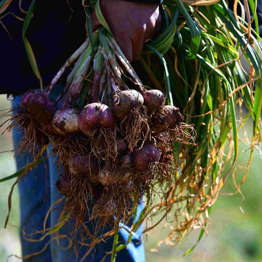 云南紫皮独头蒜（鲜蒜） 商品图5