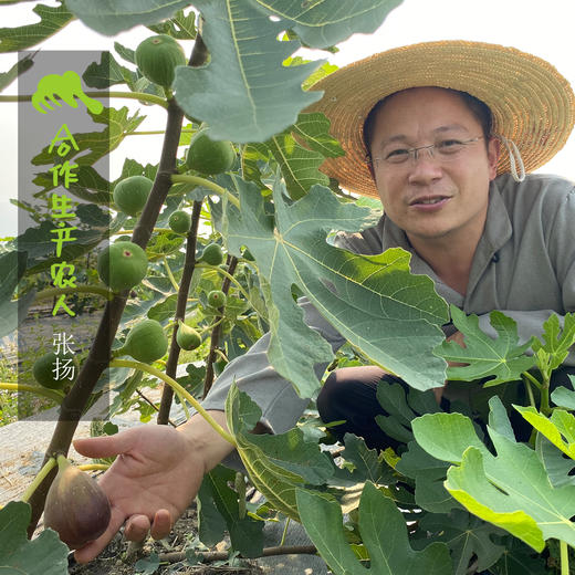 生态无花果 | 合作生产 * Ecological Fig 商品图1