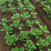 【2024夏季新品】生态小土豆5斤装  自然农法种植 自然粉糯 现挖现发 商品缩略图5