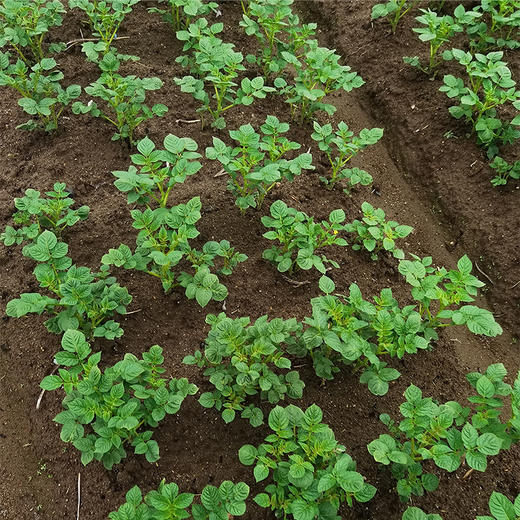 【2024夏季新品】生态小土豆5斤装  自然农法种植 自然粉糯 现挖现发 商品图5