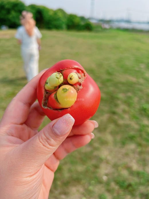 阿林丑番茄 商品图5