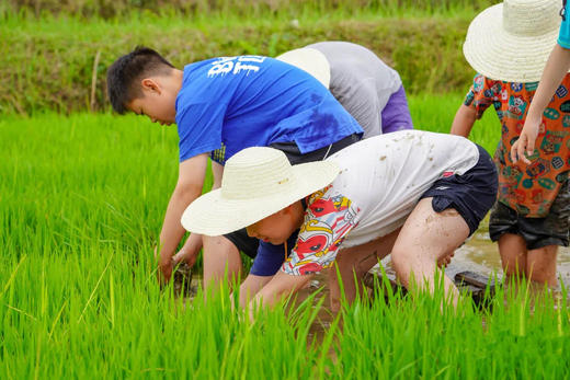 自然课程-青秧插满田 商品图1