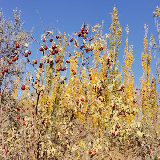 桃花石红枣 商品图2