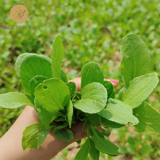 有虫孔的有机鸡毛菜 连根采摘 1.5kg/份（非标准品质) 仅需自理运费 南京市配送 商品图0