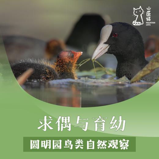 【山原猫PLUS×蔡司】「05月17日 周日上午」求偶与育幼 · 圆明园鸟类自然观察 商品图0