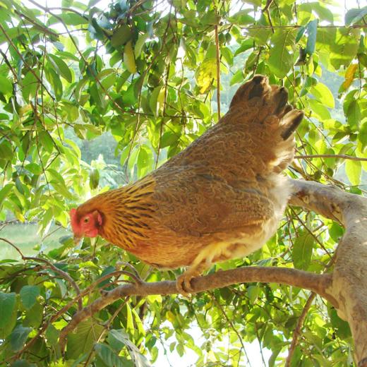 【清农优选】168天休眠清远鸡1000g 商品图0