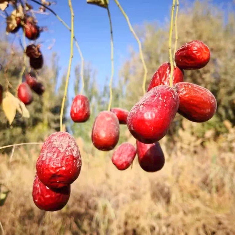 桃花石红枣