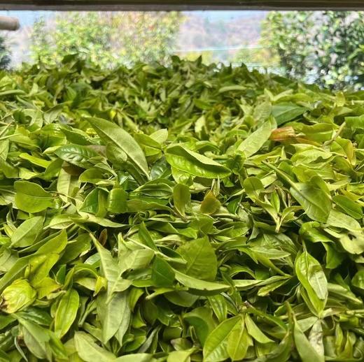 【倚邦】古树纯料普洱茶 商品图3